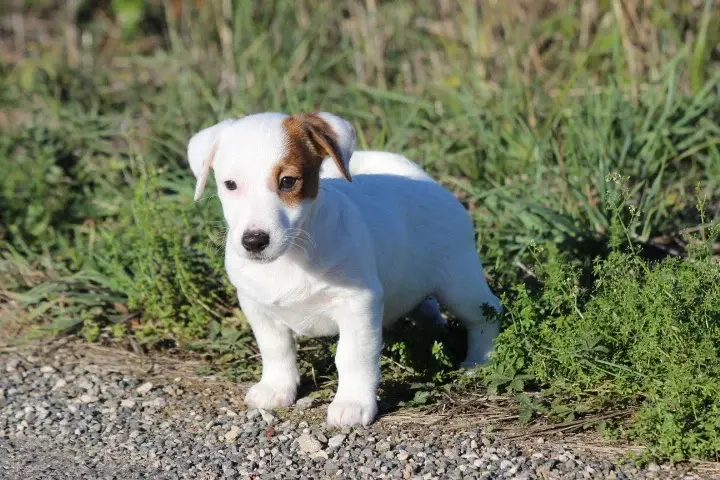 Portée de Jack Russell terrier, élevage Des Diamants Verts