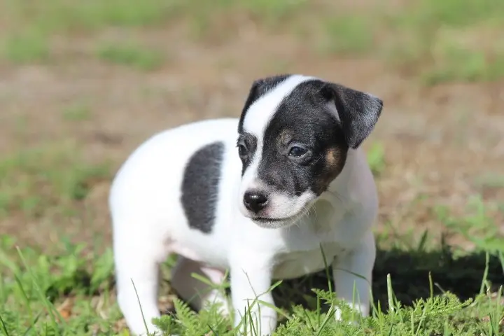 Portée de Jack Russell terrier, élevage Des Diamants Verts