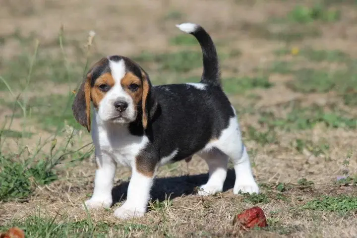 Chiot, Beagle, élevage Des Diamants Verts