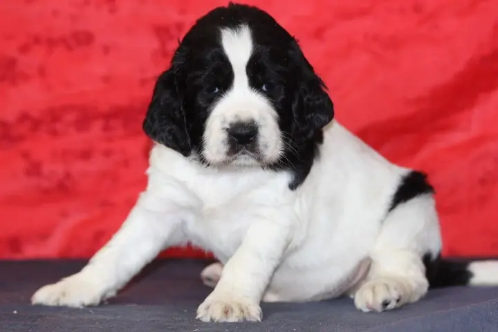 Portée de English springer spaniel, élevage Des Diamants Verts