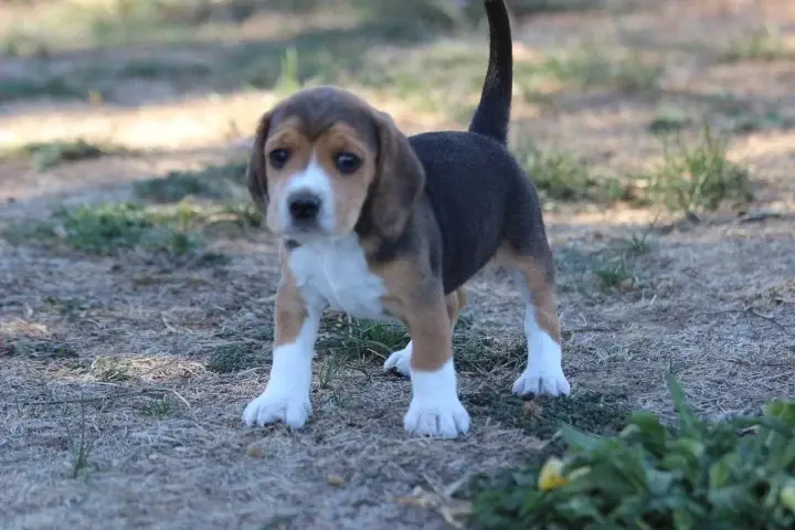 Chiot, Beagle, élevage Des Diamants Verts