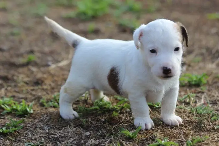 Chiot, Jack Russell terrier, élevage Des Diamants Verts