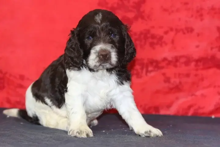 Ares, English springer spaniel, élevage Des Diamants Verts