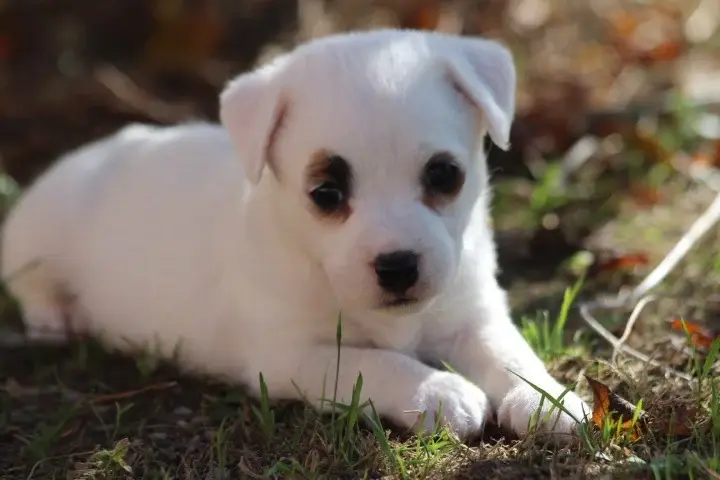 Chiot, Jack Russell terrier, élevage Des Diamants Verts
