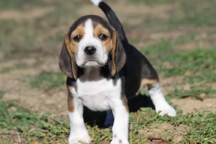 Bonnie 347sty, Beagle, élevage Des Diamants Verts