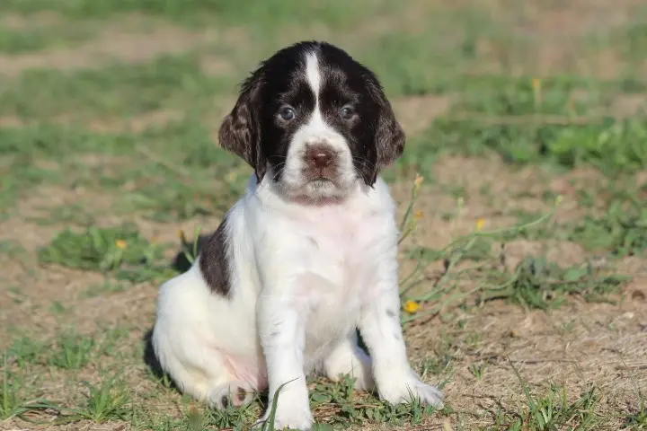 Bali, English springer spaniel, élevage Des Diamants Verts