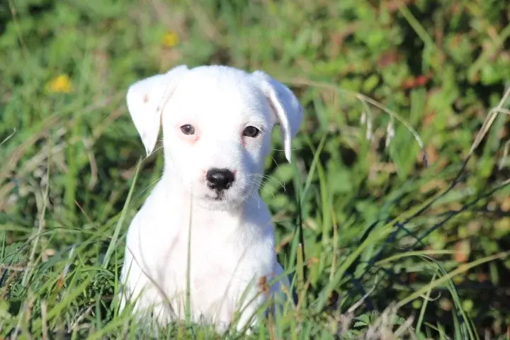 Male Blanc, Jack Russell terrier, élevage Des Diamants Verts