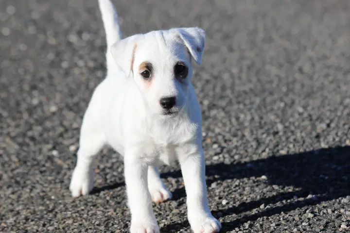 Portée de Jack Russell terrier, élevage Des Diamants Verts