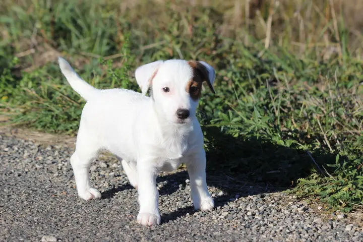 Portée de Jack Russell terrier, élevage Des Diamants Verts