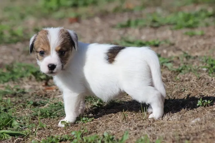 Portée de Jack Russell terrier, élevage Des Diamants Verts
