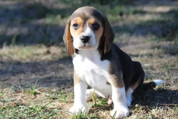 Chiot, Beagle, élevage Des Diamants Verts