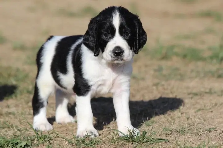 Chiot, English springer spaniel, élevage Des Diamants Verts