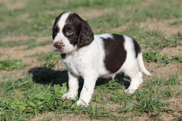 Chiot, English springer spaniel, élevage Des Diamants Verts