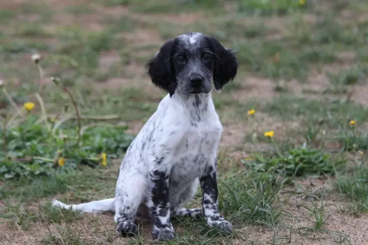 Chiot, Setter anglais, élevage Des Diamants Verts
