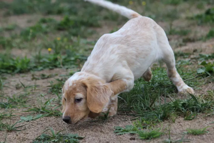 Portée de Setter anglais, élevage Des Diamants Verts
