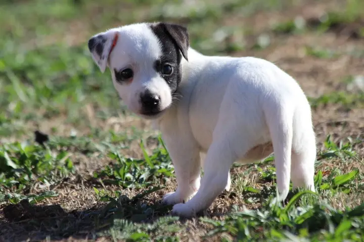 Portée de Jack Russell terrier, élevage Des Diamants Verts