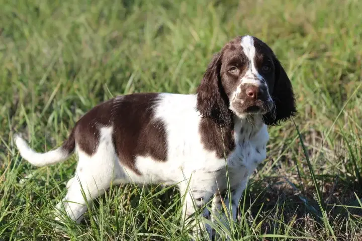 Portée de English springer spaniel, élevage Des Diamants Verts