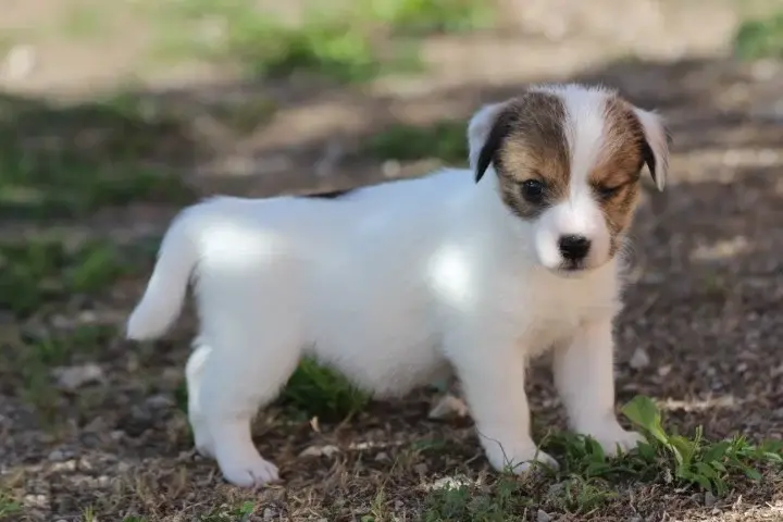 Portée de Jack Russell terrier, élevage Des Diamants Verts