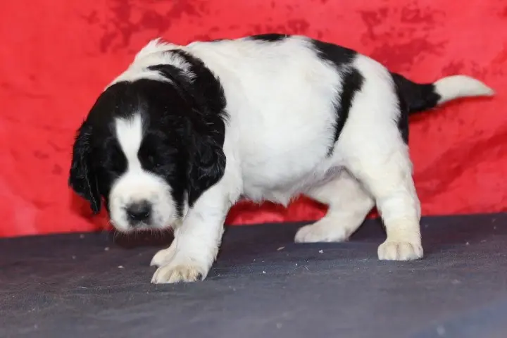 Portée de English springer spaniel, élevage Des Diamants Verts
