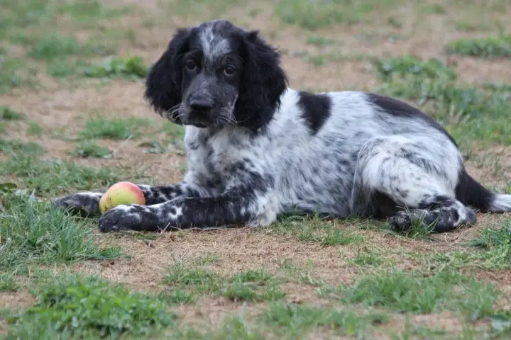 Chiot, Setter anglais, élevage Des Diamants Verts