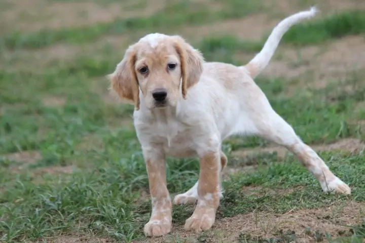 Portée de Setter anglais, élevage Des Diamants Verts