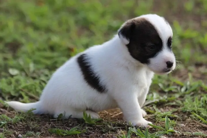 Portée de Jack Russell terrier, élevage Des Diamants Verts