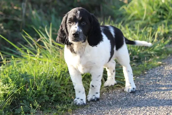 Portée de English springer spaniel, élevage Des Diamants Verts