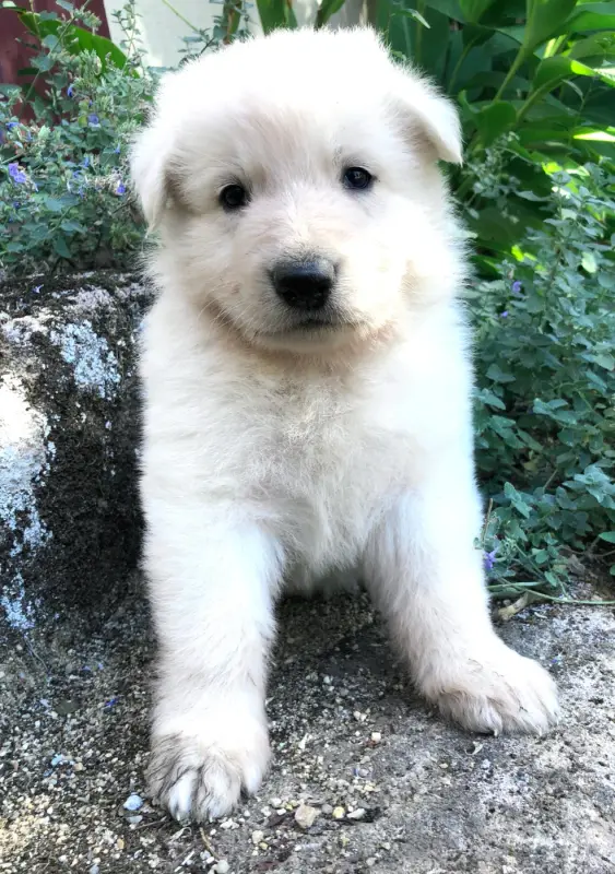 Portée de Berger blanc suisse, élevage Des Chemins d'Iris