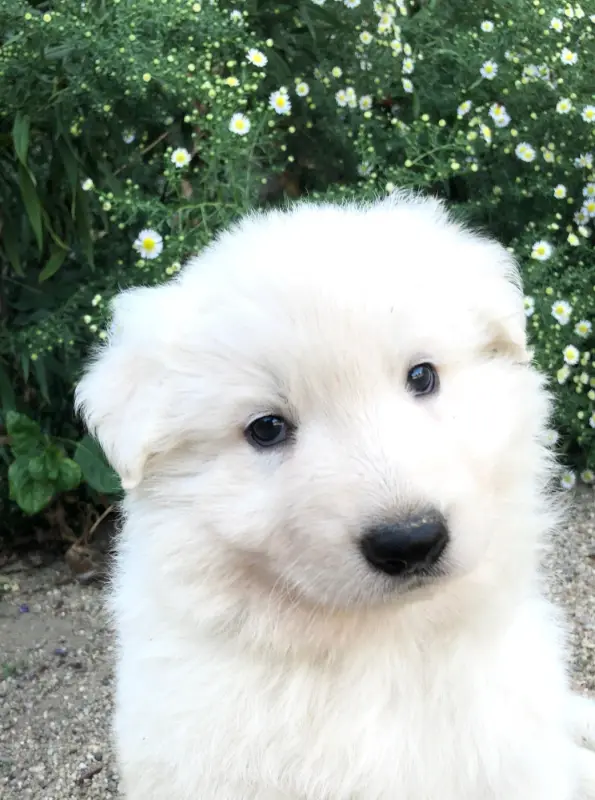 Baraka des chemins d'iris, Berger blanc suisse, élevage Des Chemins d'Iris