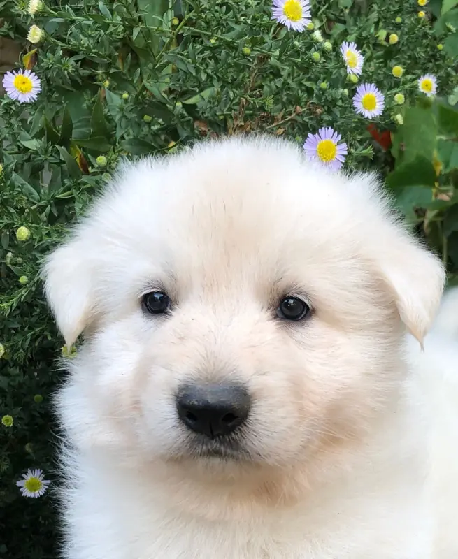 Bella des chemins d'iris, Berger blanc suisse, élevage Des Chemins d'Iris