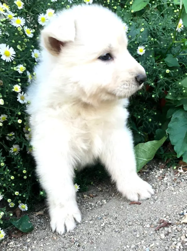 Bessie des chemins d'iris, Berger blanc suisse, élevage Des Chemins d'Iris