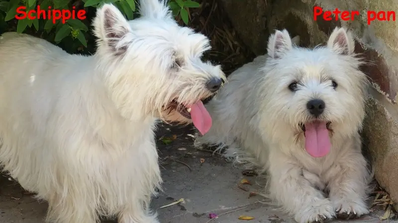 Portée de West Highland White terrier, élevage De l'Etang des Chalands