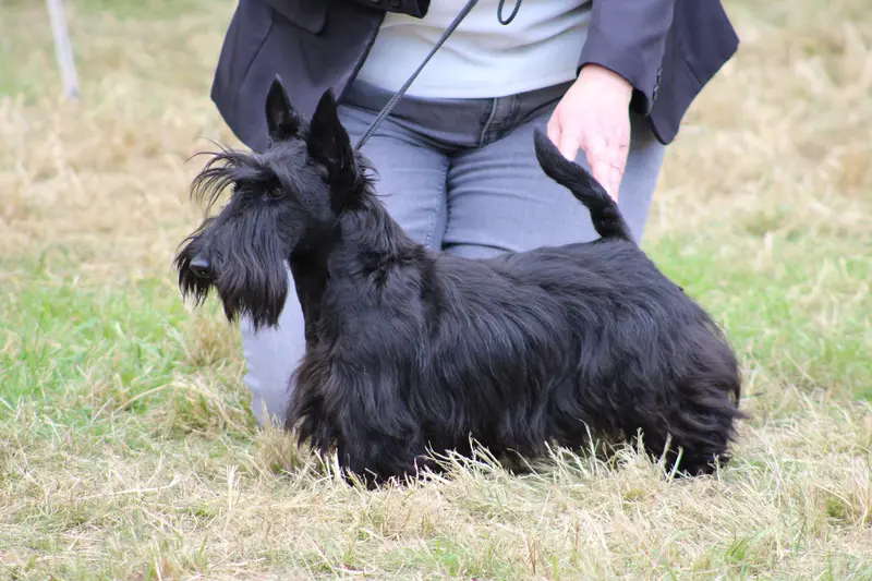 Mère de la portée de Terrier écossais, élevage De Glenderry