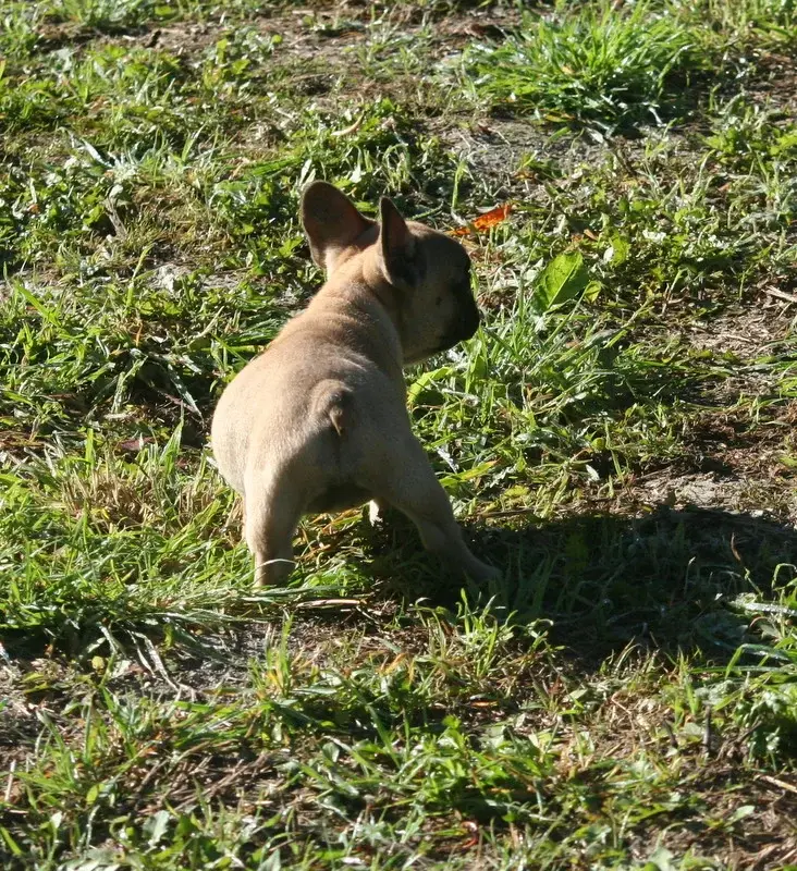 Portée de Bouledogue français, élevage Du Clos des Obiers