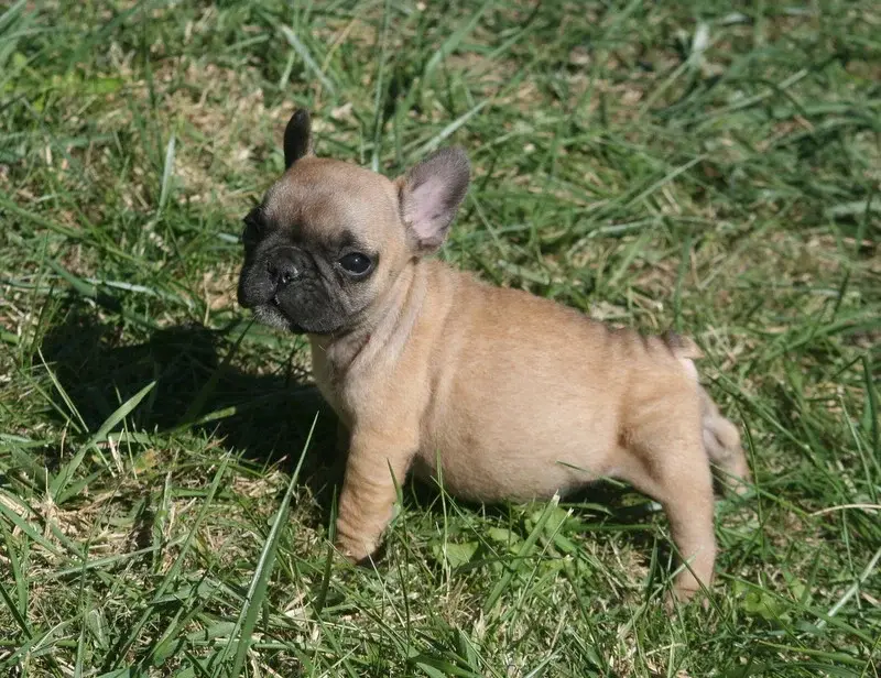 Bella, Bouledogue français, élevage Du Clos des Obiers