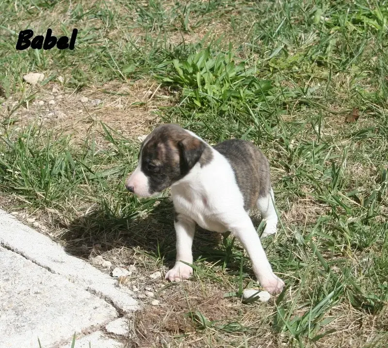 Portée de Whippet, élevage Du Clos des Obiers