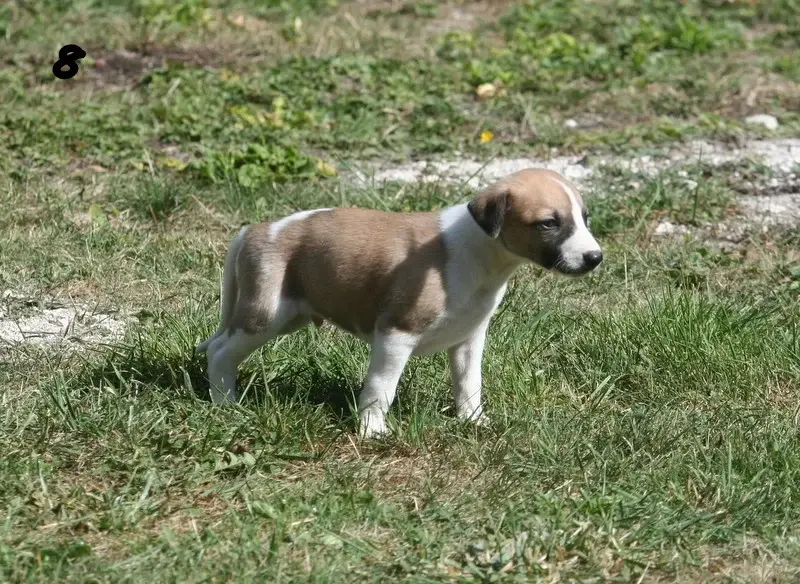 Portée de Whippet, élevage Du Clos des Obiers