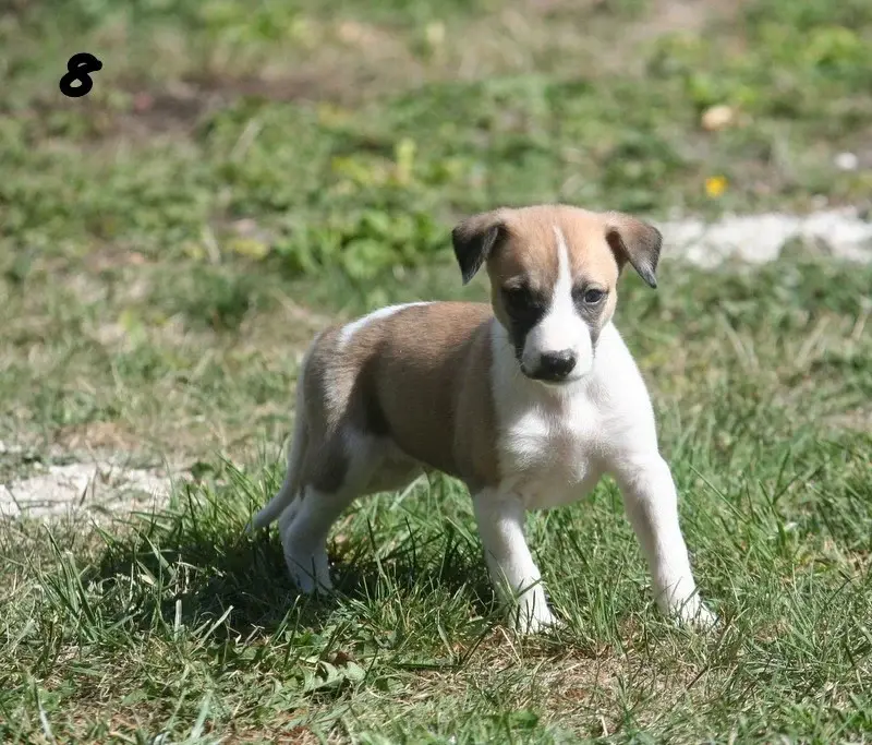 Benji, Whippet, élevage Du Clos des Obiers