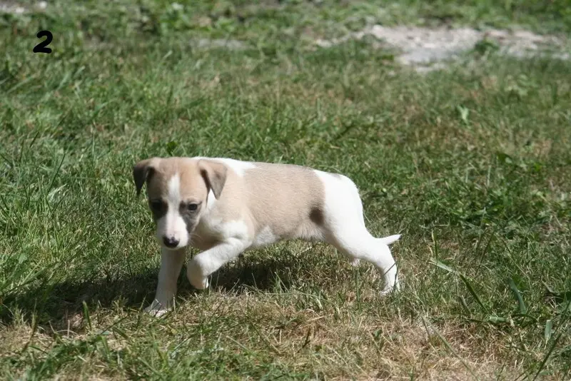 Blue, Whippet, élevage Du Clos des Obiers