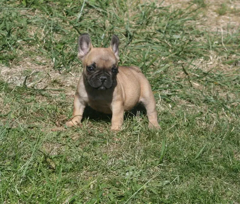 Blondie, Bouledogue français, élevage Du Clos des Obiers