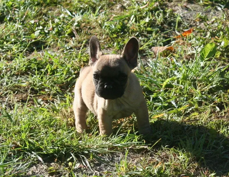 Portée de Bouledogue français, élevage Du Clos des Obiers