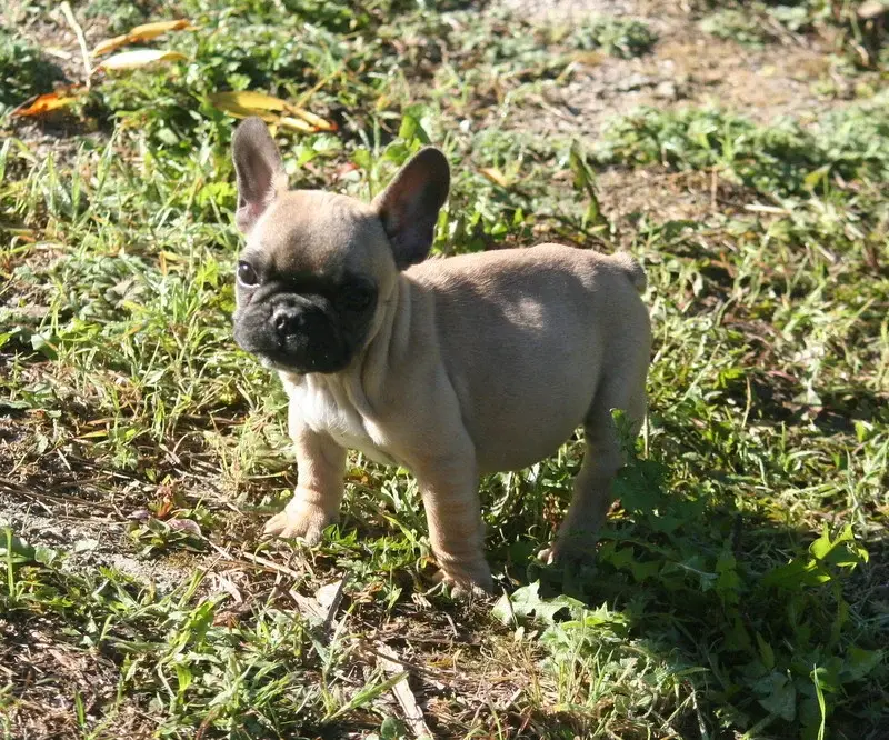 Portée de Bouledogue français, élevage Du Clos des Obiers