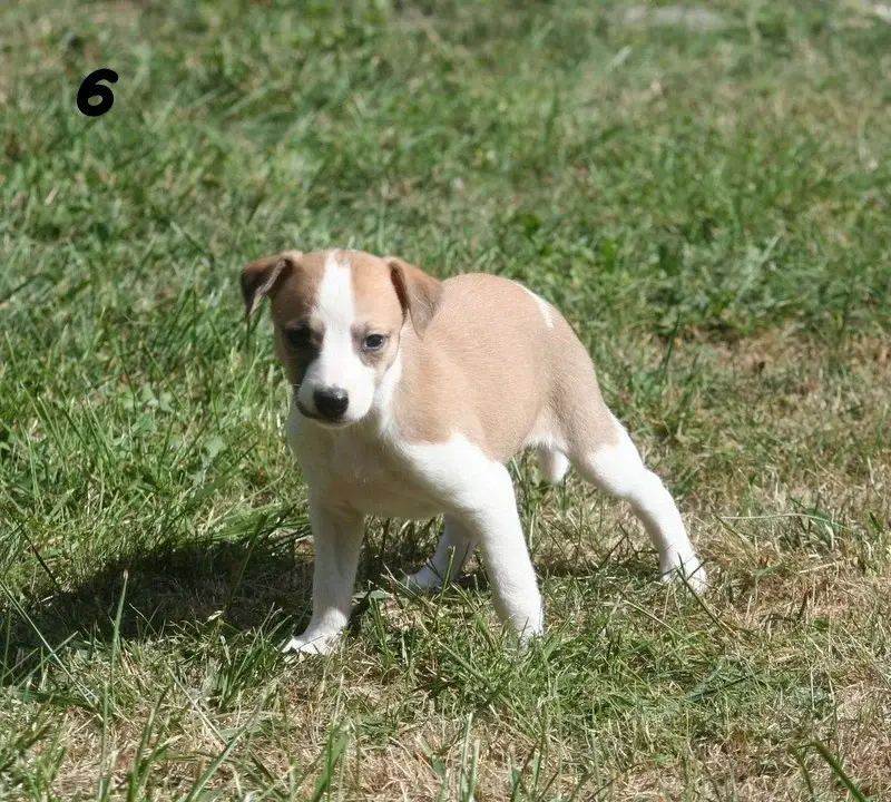Portée de Whippet, élevage Du Clos des Obiers