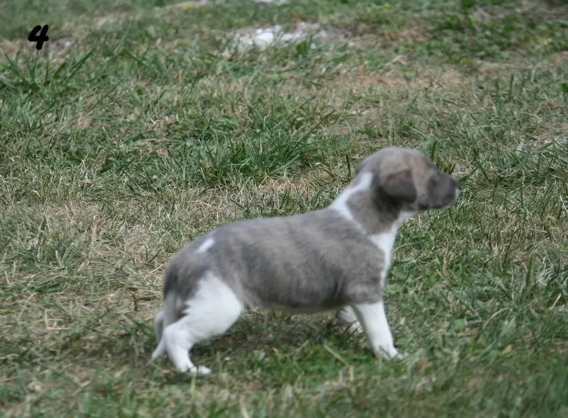 Bolt, Whippet, élevage Du Clos des Obiers