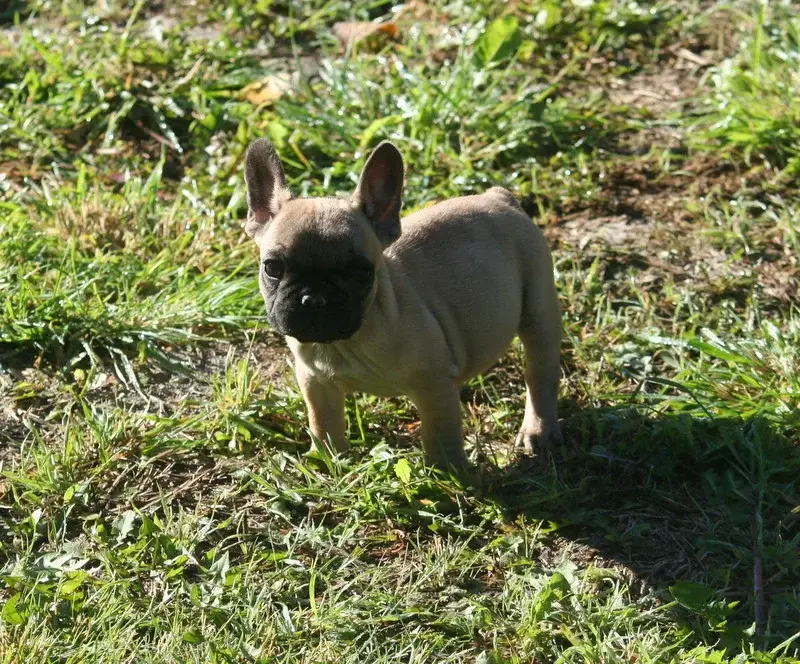 Portée de Bouledogue français, élevage Du Clos des Obiers