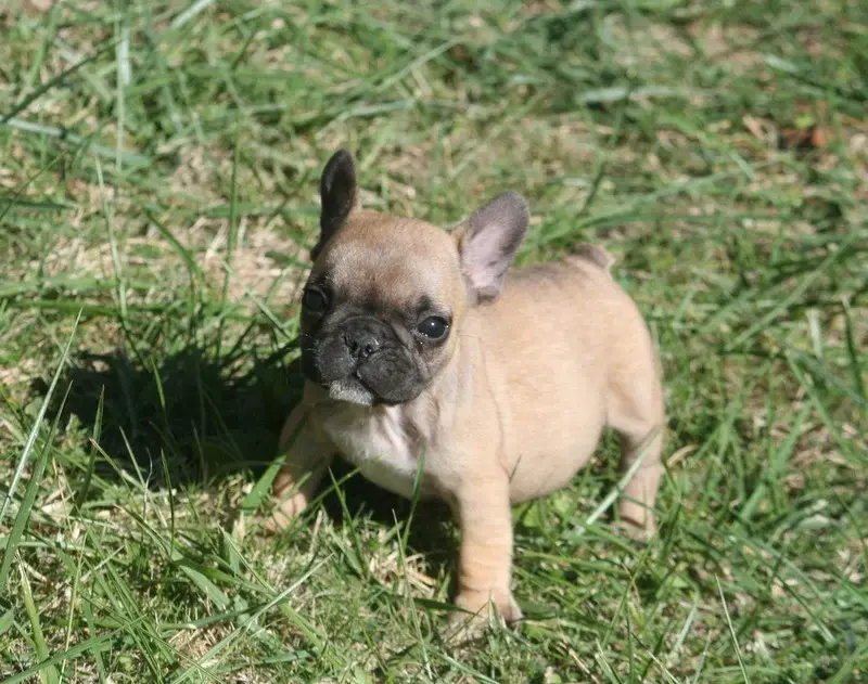 Portée de Bouledogue français, élevage Du Clos des Obiers