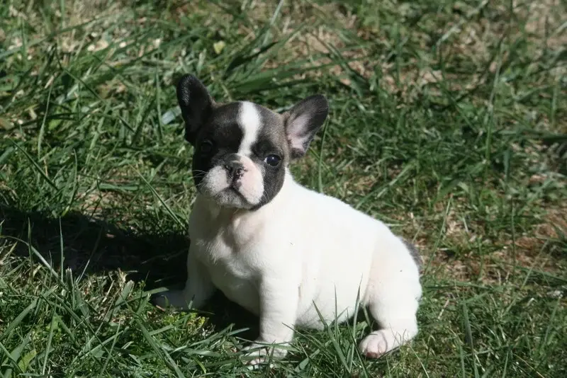 Babette, Bouledogue français, élevage Du Clos des Obiers
