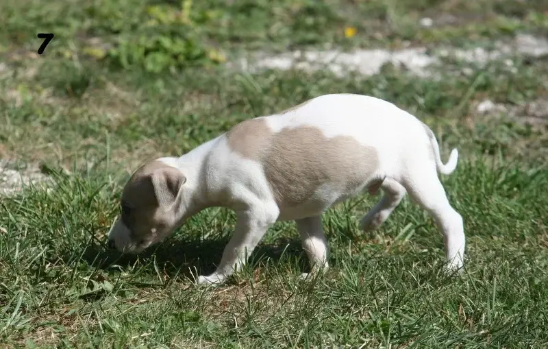 Portée de Whippet, élevage Du Clos des Obiers