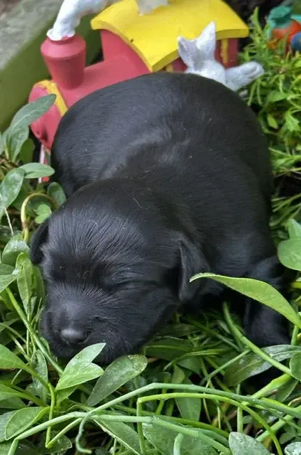 Male Noir, Bichon havanais, élevage Del Rey Rakashi