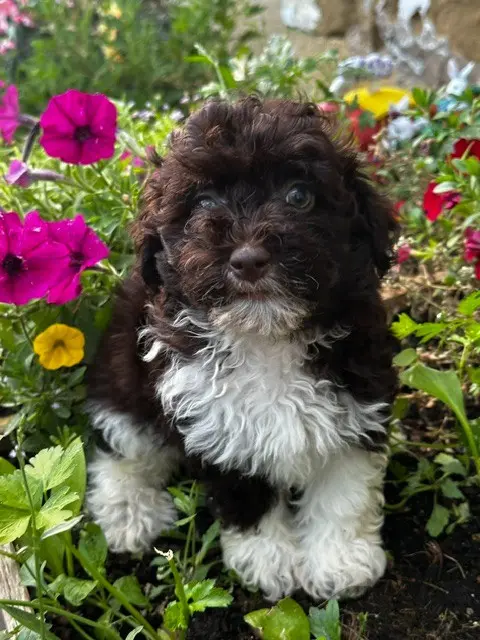Portée de Bichon havanais, élevage Del Rey Rakashi